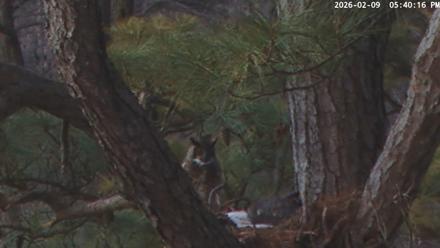 Blackwater Wildlife Refuge Raptor Nest Live Cam - Feb 9, 2026, 5:40pm EST