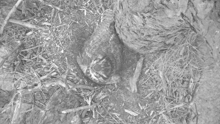 Blackwater Wildlife Refuge Raptor Nest Live Cam - Mar 7, 2026, 6:21am EST