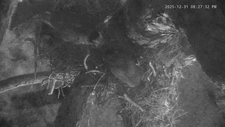 Blackwater Wildlife Refuge Raptor Nest Live Cam - Dec 31, 2025, 8:28pm EST