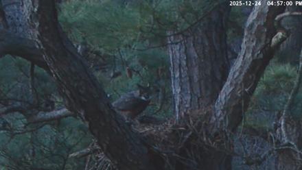 Blackwater Wildlife Refuge Raptor Nest Live Cam - Dec 24, 2025, 4:57pm EST
