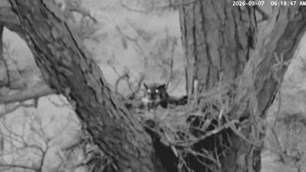 Blackwater Wildlife Refuge Raptor Nest Live Cam - Mar 7, 2026, 6:19am EST