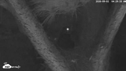Blackwater Wildlife Refuge Raptor Nest Live Cam - Sep 2, 2026, 4:30am EDT