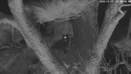 Blackwater Wildlife Refuge Raptor Nest Live Cam - Dec 17, 2025, 5:30pm EST