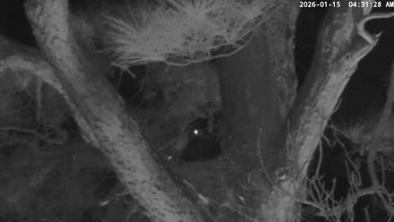 Blackwater Wildlife Refuge Raptor Nest Live Cam - Jan 15, 2026, 4:32am EST