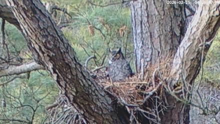 Blackwater Wildlife Refuge Raptor Nest Live Cam - Feb 25, 2026, 4:22pm EST