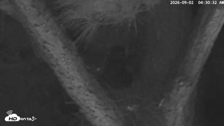 Blackwater Wildlife Refuge Raptor Nest Live Cam - Sep 2, 2026, 4:31am EDT