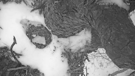 Blackwater Wildlife Refuge Raptor Nest Live Cam - Jan 26, 2026, 7:19am EST