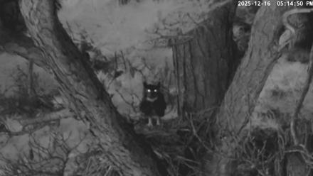 Blackwater Wildlife Refuge Raptor Nest Live Cam - Dec 16, 2025, 5:15pm EST