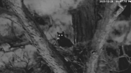 Blackwater Wildlife Refuge Raptor Nest Live Cam - Dec 28, 2025, 5:07pm EST
