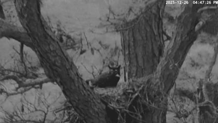 Blackwater Wildlife Refuge Raptor Nest Live Cam - Dec 26, 2025, 4:48pm EST