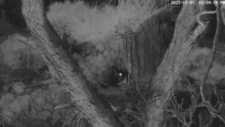 Blackwater Wildlife Refuge Raptor Nest Live Cam - Dec 1, 2025, 5:10pm EST
