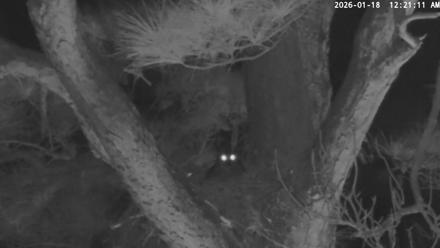 Blackwater Wildlife Refuge Raptor Nest Live Cam - Jan 18, 2026, 12:22am EST