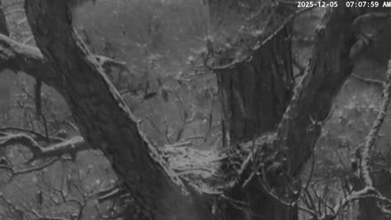 Blackwater Wildlife Refuge Raptor Nest Live Cam - Dec 5, 2025, 7:08am EST