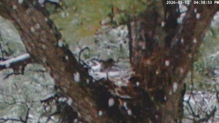 Blackwater Wildlife Refuge Raptor Nest Live Cam - Mar 12, 2026, 4:39pm EDT