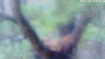 Blackwater Wildlife Refuge Raptor Nest Live Cam - Dec 2, 2025, 11:47am EST