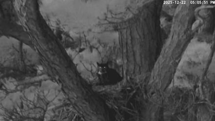 Blackwater Wildlife Refuge Raptor Nest Live Cam - Dec 22, 2025, 5:06pm EST