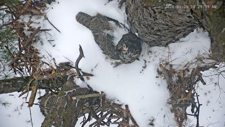 Blackwater Wildlife Refuge Raptor Nest Live Cam - Jan 25, 2026, 10:30am EST