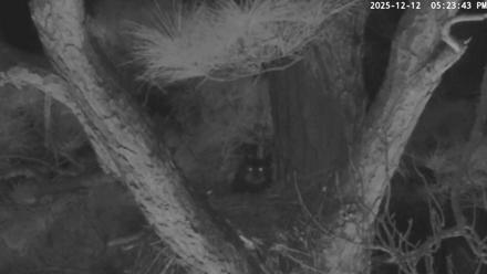 Blackwater Wildlife Refuge Raptor Nest Live Cam - Dec 12, 2025, 5:24pm EST