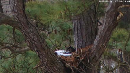 Blackwater Wildlife Refuge Raptor Nest Live Cam - Feb 4, 2026, 7:34am EST