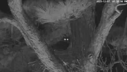 Blackwater Wildlife Refuge Raptor Nest Live Cam - Dec 7, 2025, 5:20pm EST