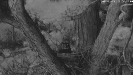 Blackwater Wildlife Refuge Raptor Nest Live Cam - Dec 12, 2025, 5:08pm EST