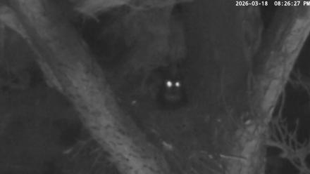 Blackwater Wildlife Refuge Raptor Nest Live Cam - Mar 18, 2026, 8:27pm EDT