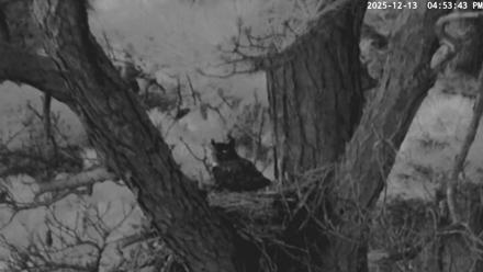 Blackwater Wildlife Refuge Raptor Nest Live Cam - Dec 13, 2025, 4:54pm EST