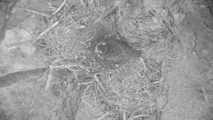 Blackwater Wildlife Refuge Raptor Nest Live Cam - Dec 23, 2025, 5:05pm EST
