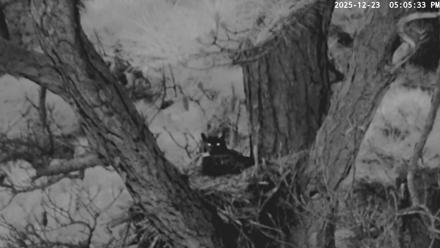 Blackwater Wildlife Refuge Raptor Nest Live Cam - Dec 23, 2025, 5:06pm EST