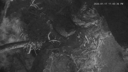 Blackwater Wildlife Refuge Raptor Nest Live Cam - Jan 17, 2026, 11:44pm EST