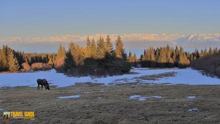 Homer Alaska Northern Lights Live Cam - Apr 10, 2026, 8:15pm AKDT