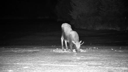 Homer Alaska Northern Lights Live Cam - Jan 21, 2026, 11:06pm AKST
