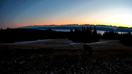 Homer Alaska Northern Lights Live Cam - Dec 11, 2025, 9:42am AKST