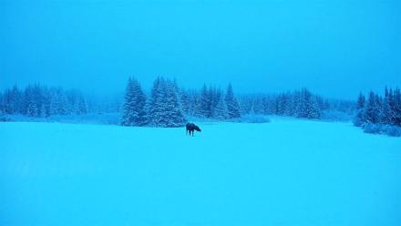 Homer Alaska Northern Lights Live Cam - Jan 11, 2026, 9:49am AKST
