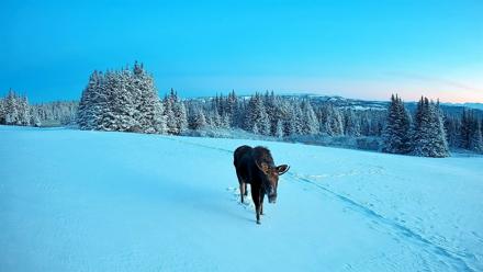 Homer Alaska Northern Lights Live Cam - Jan 8, 2026, 2:01pm AKST