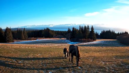 Homer Alaska Northern Lights Live Cam - Dec 12, 2025, 11:40am AKST