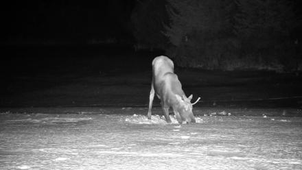 Homer Alaska Northern Lights Live Cam - Jan 21, 2026, 11:08pm AKST