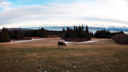 Homer Alaska Northern Lights Live Cam - Dec 22, 2025, 2:26pm AKST