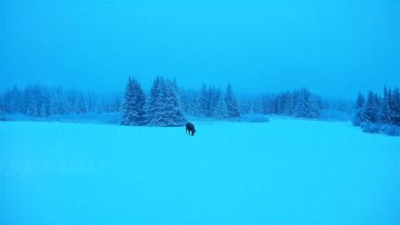 Homer Alaska Northern Lights Live Cam - Jan 11, 2026, 9:48am AKST