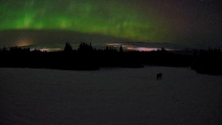 Homer Alaska Northern Lights Live Cam - Feb 19, 2026, 3:46am AKST