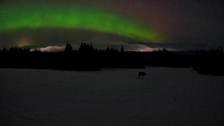 Homer Alaska Northern Lights Live Cam - Feb 19, 2026, 3:28am AKST