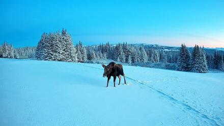 Homer Alaska Northern Lights Live Cam - Jan 8, 2026, 2:03pm AKST