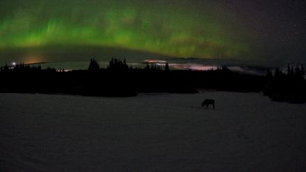 Homer Alaska Northern Lights Live Cam - Feb 19, 2026, 3:56am AKST