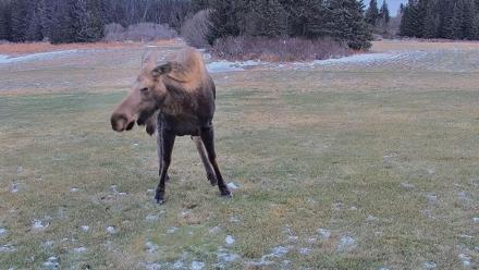 Homer Alaska Northern Lights Live Cam - Dec 22, 2025, 2:41pm AKST