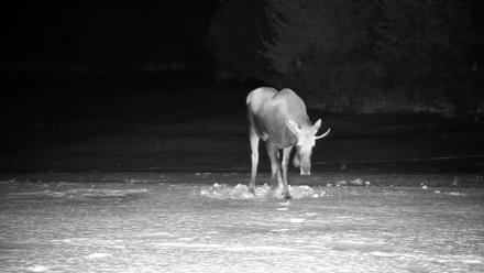 Homer Alaska Northern Lights Live Cam - Jan 21, 2026, 11:05pm AKST