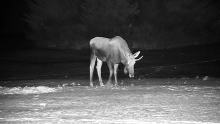 Homer Alaska Northern Lights Live Cam - Jan 21, 2026, 11:10pm AKST