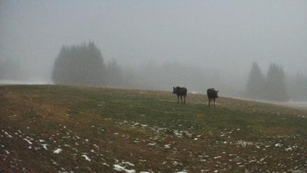 Homer Alaska Northern Lights Live Cam - Dec 5, 2025, 12:57am AKST