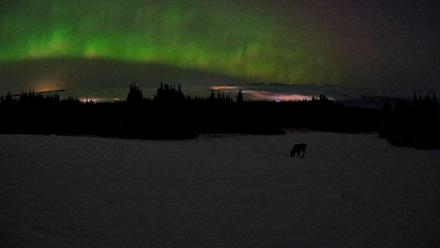Homer Alaska Northern Lights Live Cam - Feb 19, 2026, 3:48am AKST