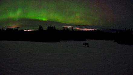 Homer Alaska Northern Lights Live Cam - Feb 19, 2026, 3:50am AKST