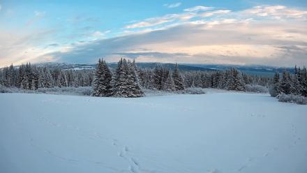 Homer Alaska Northern Lights Live Cam - Jan 13, 2026, 4:41pm AKST